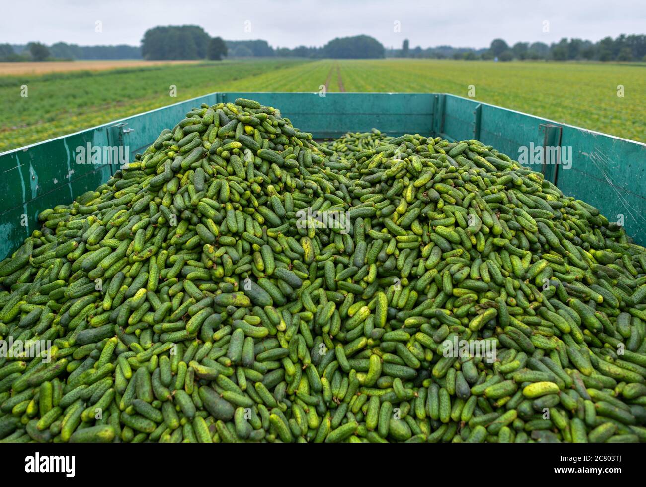 16 July 2020, Brandenburg, Kasel-Golzig: A trailer full of pickled gherkins is parked in a field belonging to Knösels Gemüse-Erzeugungs GmbH & Co. KG. The harvest of the Spreewald gherkin is currently running at full speed. In the Spreewald there is a multitude of large and small companies that cultivate and also process pickled gherkins. Since 1995 Knösels Gemüse-Erzeugungs GmbH & Co. KG has been growing pickled gherkins, red cabbage, pumpkin, zucchini as well as corn and cereals. In the harvesting season, the company employs around 400 seasonal workers from abroad. Photo: Patrick Pleul/dpa-Z Stock Photo