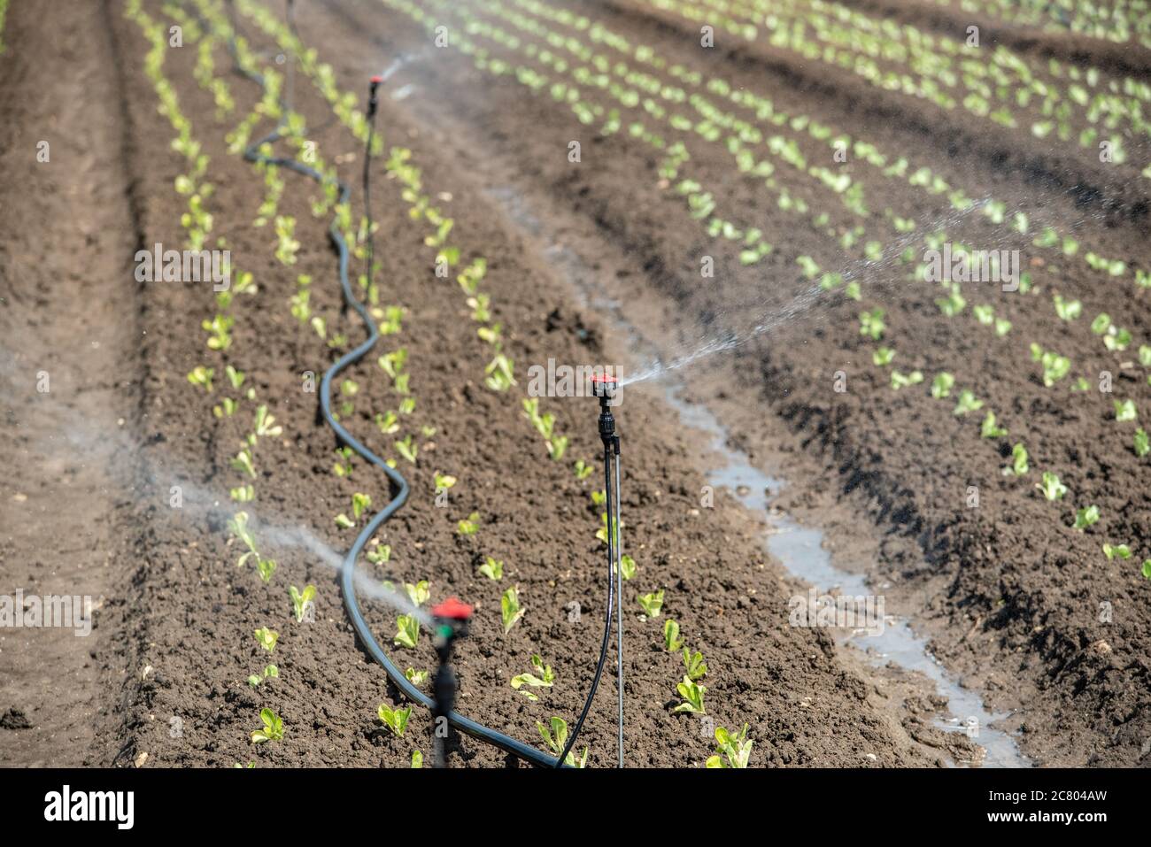 sprinklers are used to irrigate young seedlings in an Agricultural field. Photographed in Israel in spring, April Stock Photo