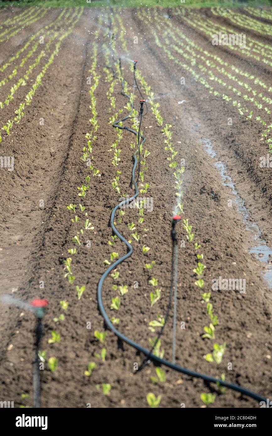sprinklers are used to irrigate young seedlings in an Agricultural field. Photographed in Israel in spring, April Stock Photo