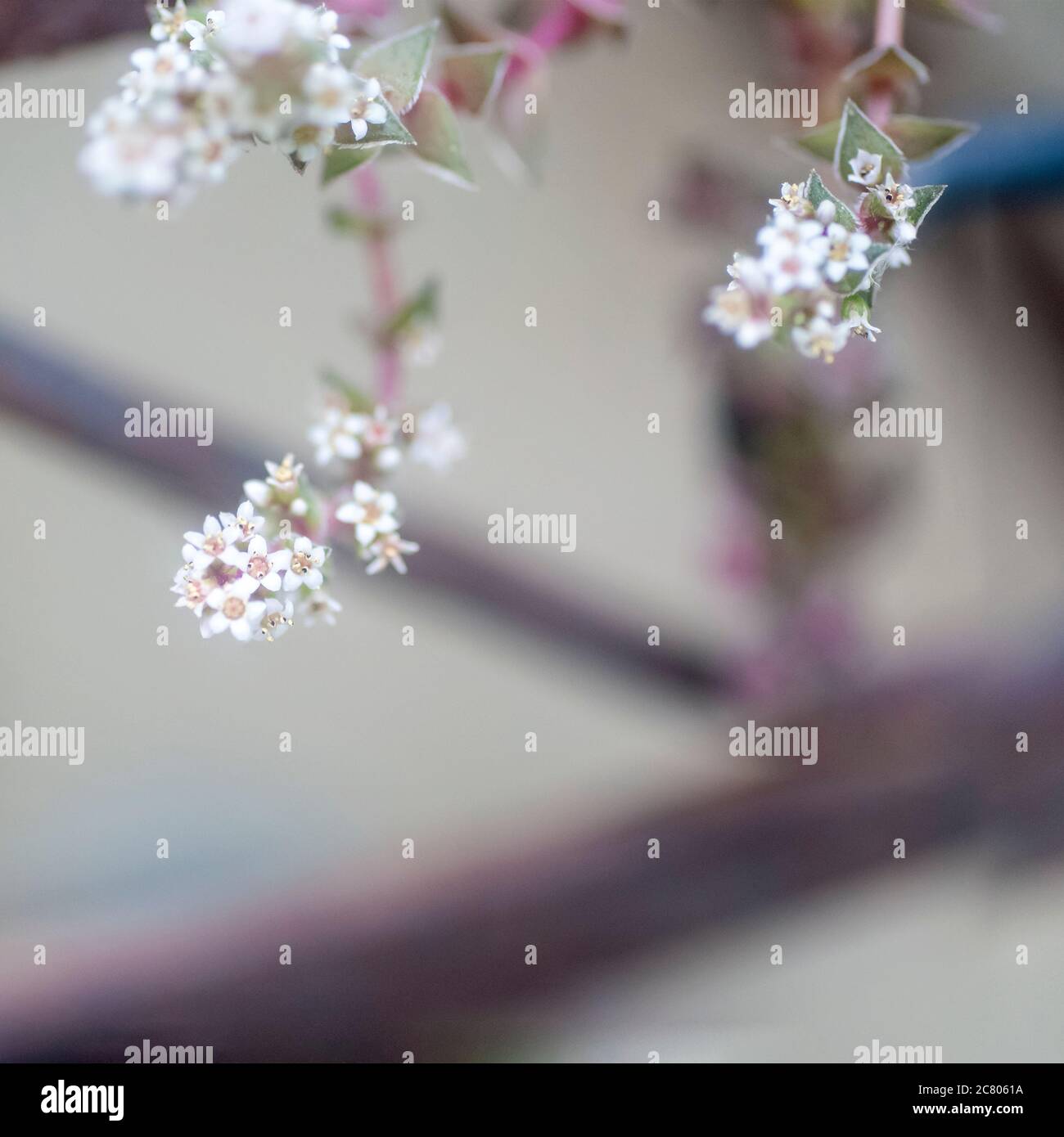 Extreme closeup of the tiny white flowers of a Crassula capitella succulent plant Stock Photo