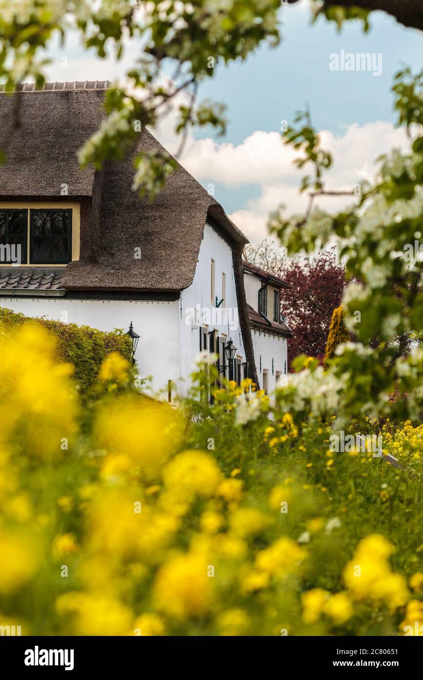 Spring view of a countryside road with farm houses in Gelderland, The