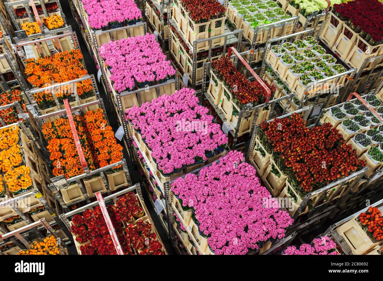 Crates with colorful flowers and plants on a Dutch flower auction Stock Photo