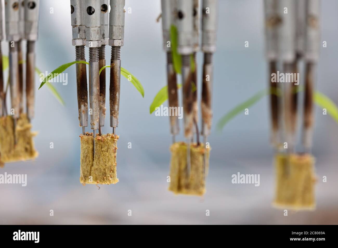 Robot system preparing plant seedlings to be planted in a Dutch greenhouse Stock Photo