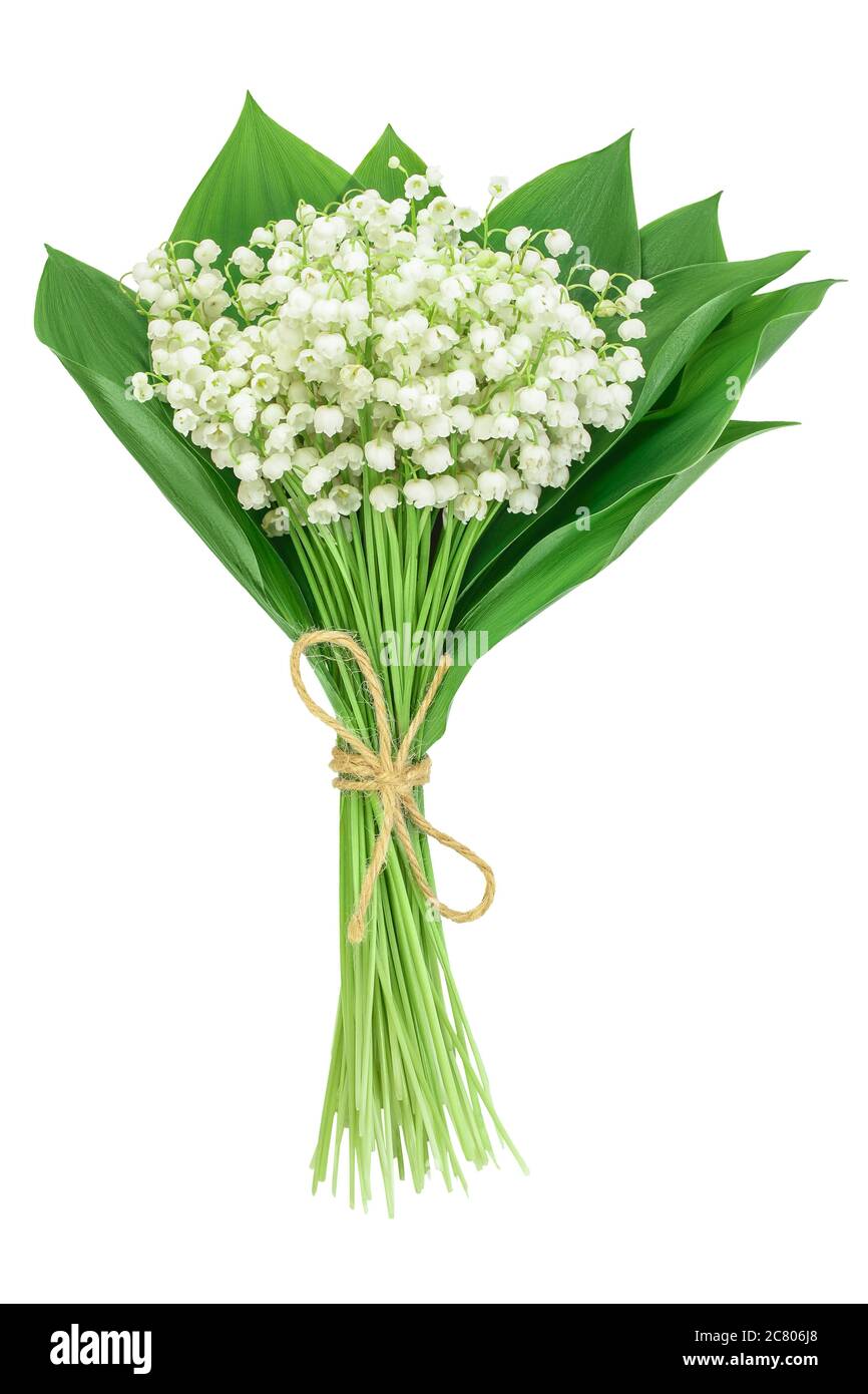 Lilly of the valley flowers isolated on white background with clipping ...