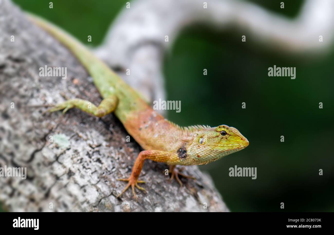 Outside Lizard Oriental garden lizard in nature with outdoor sun lighting Stock Photo ...