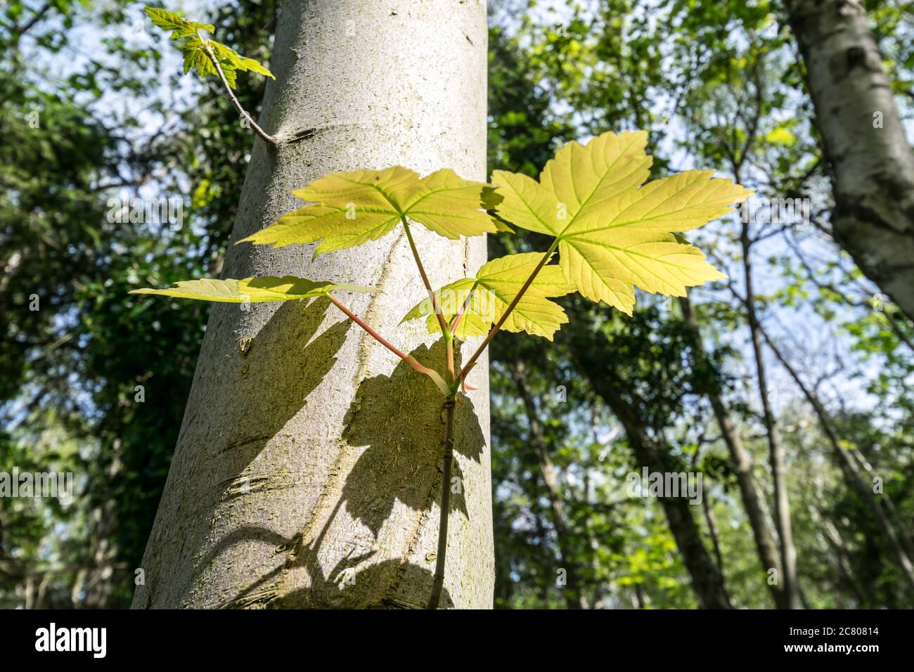 Sycamore tree spring leaves Stock Photo Alamy