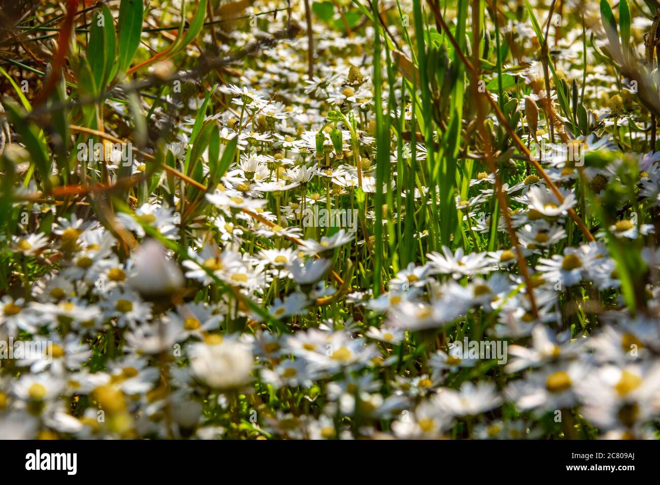 Daisies on a meadow at the late terms spring season Stock Photo