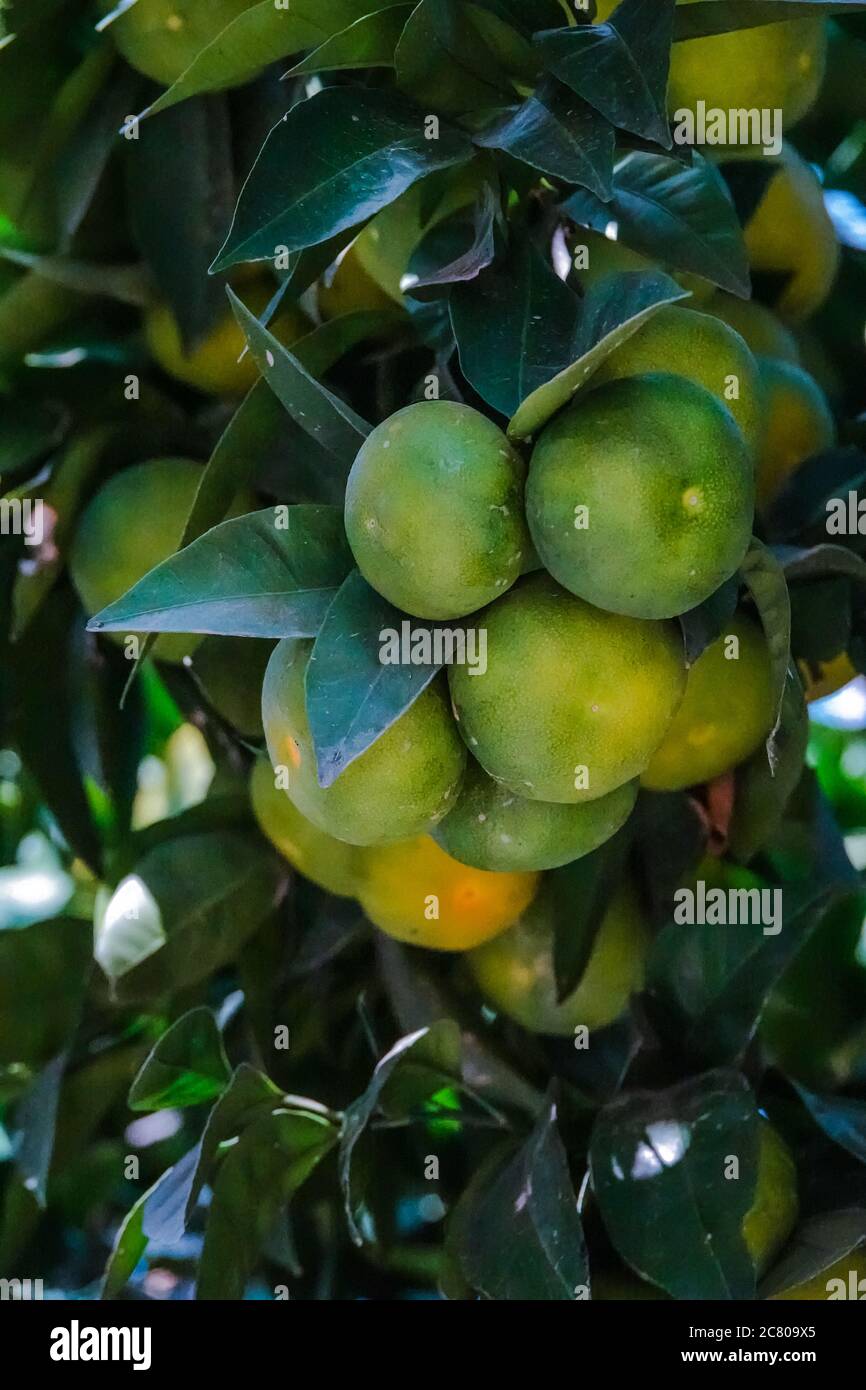 Satsuma tree hires stock photography and images Alamy