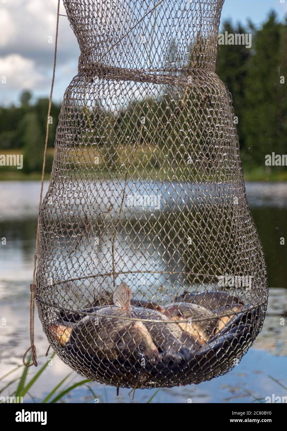 https://c8.alamy.com/comp/2C80BY0/the-role-of-a-fisherman-in-a-fish-storage-net-summer-nature-by-the-lake-fishing-in-summer-2C80BY0.jpg