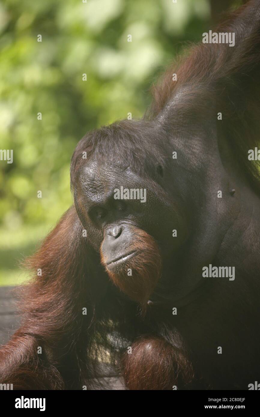 Orangutan wild wildlife Sabah Borneo Malaysia critically endangered ape Stock Photo