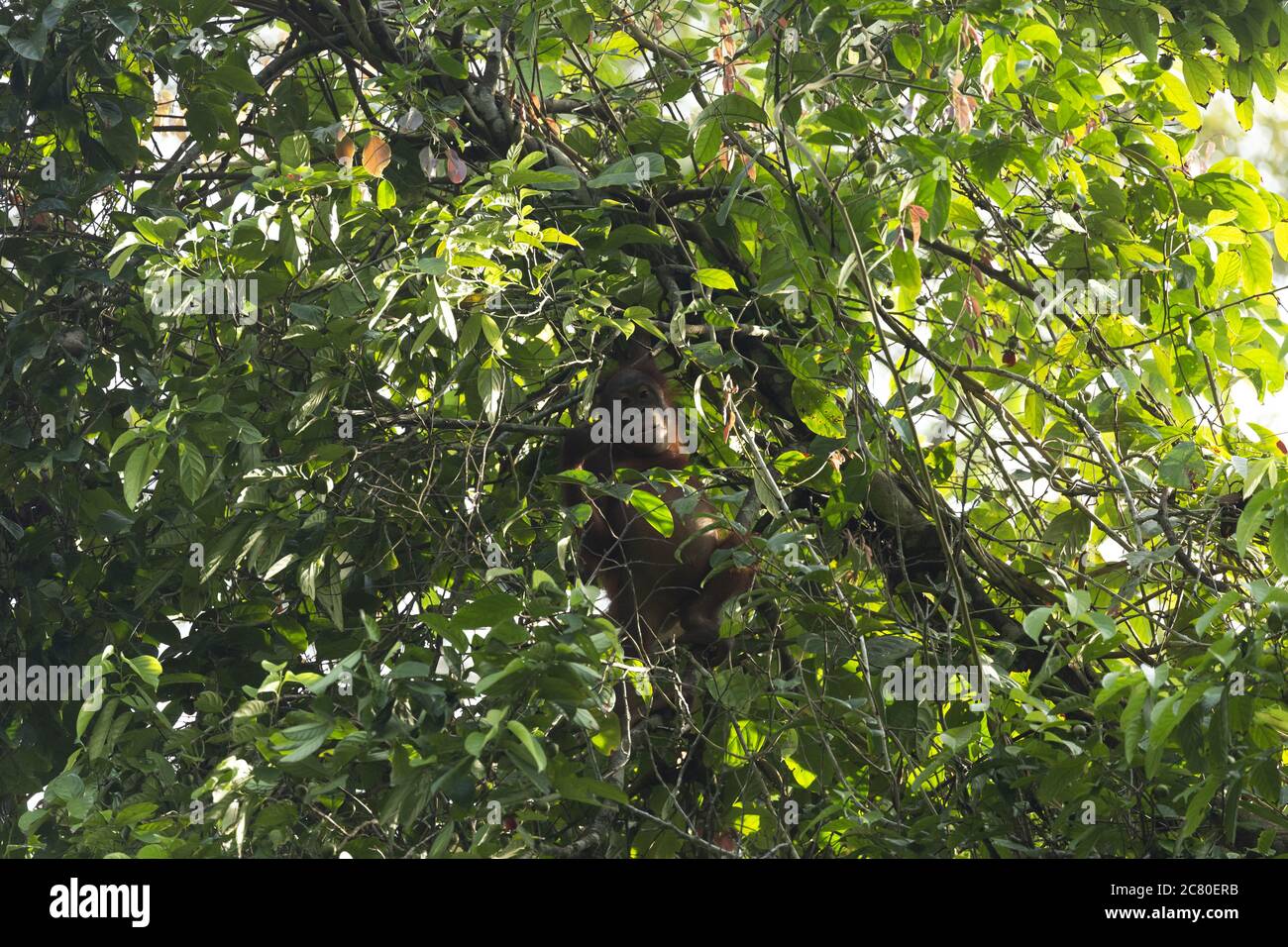 Orangutan wild wildlife Sabah Borneo Malaysia critically endangered ape ...