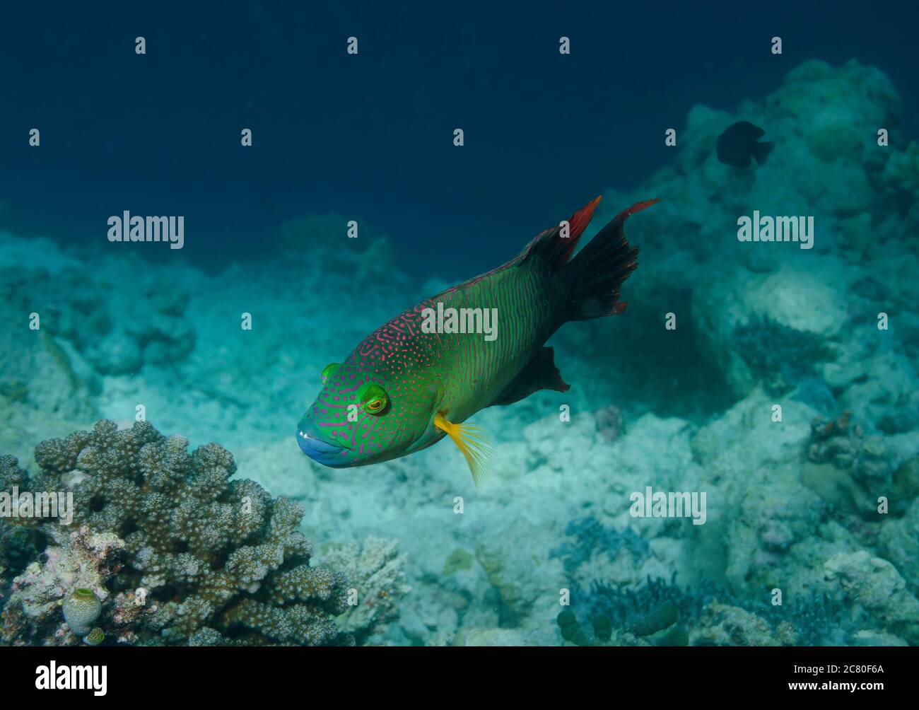 Triple-tail Maori Wrasse, Cheilinus Trilobatus, on coral reef, Ari Atol in Maldives Stock Photo