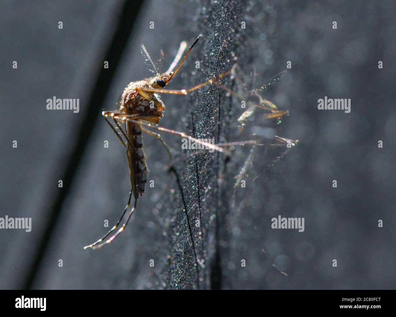 19 July 2020, Brandenburg, Frankfurt (Oder): A mosquito of the species Aedes vexans hangs from a car. Photo: Patrick Pleul/dpa-Zentralbild/ZB Stock Photo