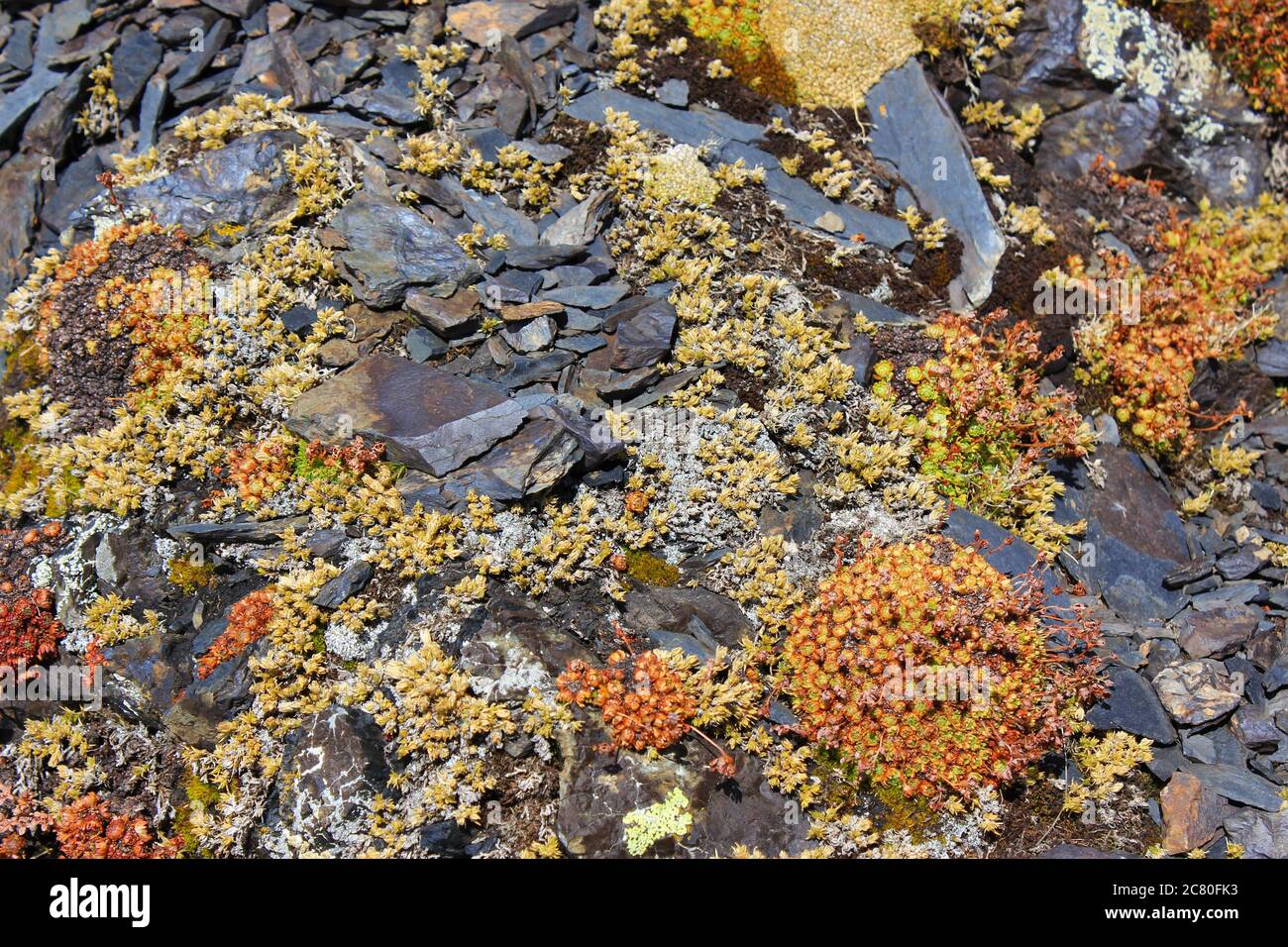 Moss, succulents, flowers and other plants on the rock background in ...
