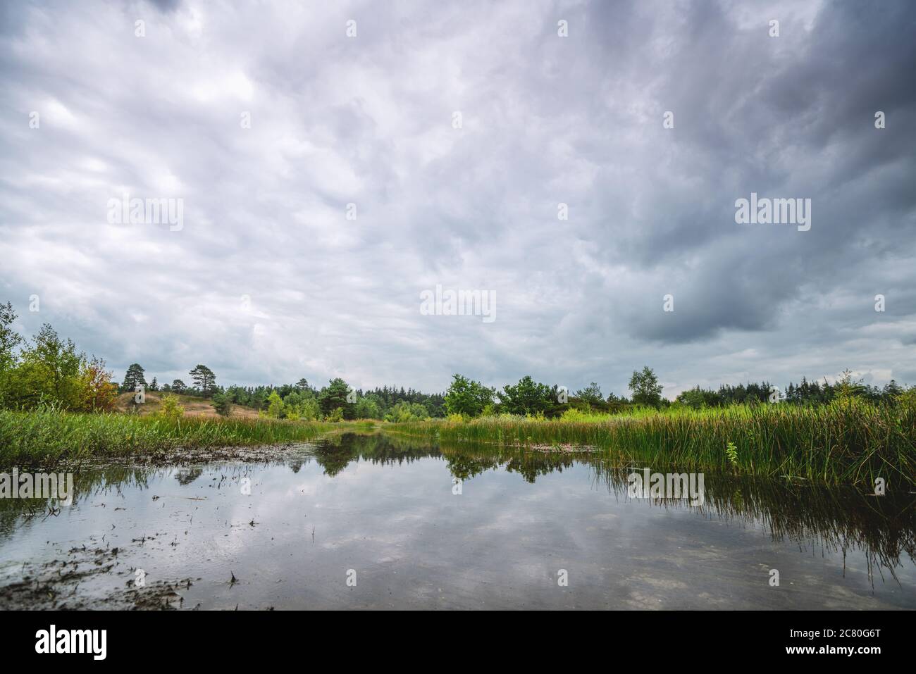 Green rushes by a small forest lake in the wilderness with dark clouds haning above Stock Photo