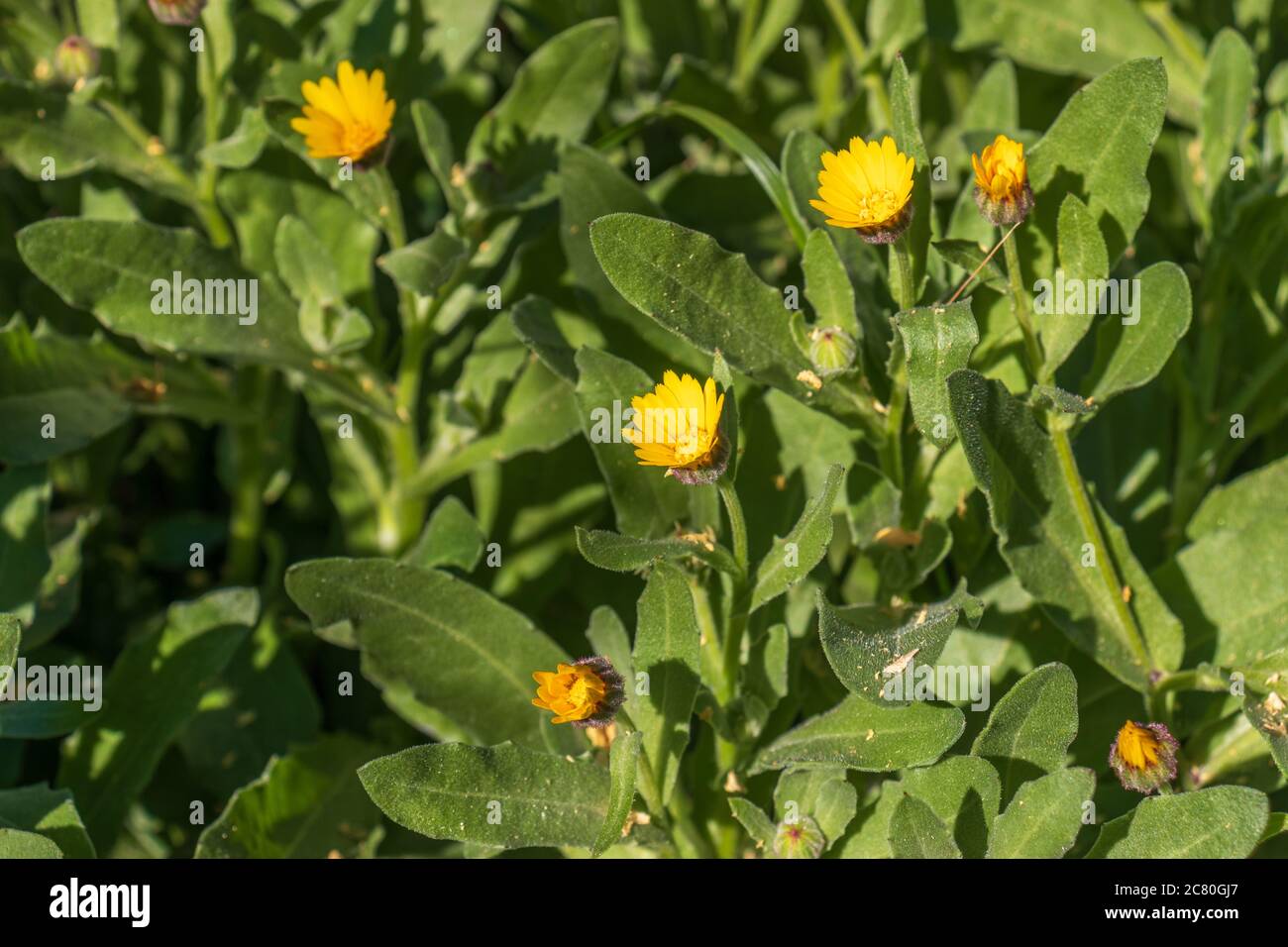 Calendula arvensis, Wild marigold Plant In Flower Stock Photo
