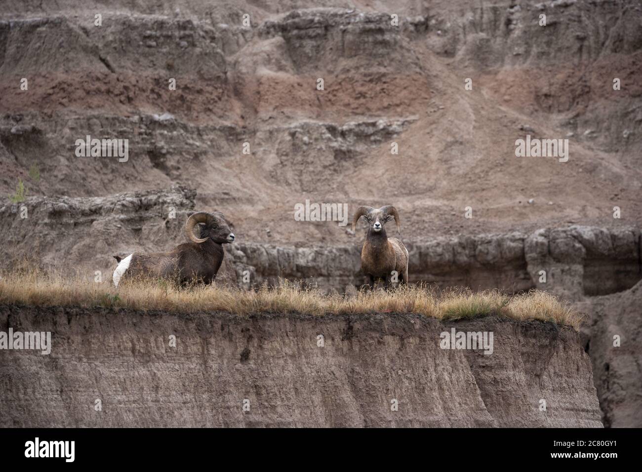 Wild wildlife mouflons Bighorn Sheep badlands national park South Dakota USA Stock Photo