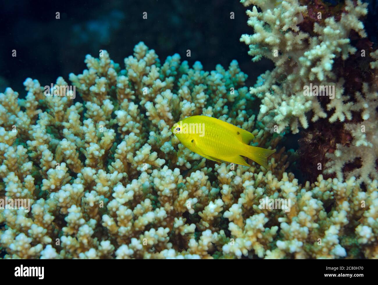 Sulphur damsel, Pomacentrus sulfureus, on staghorn coral, Acropora cervicornis, on coral reef, Hamata, Red Sea, Egypt Stock Photo