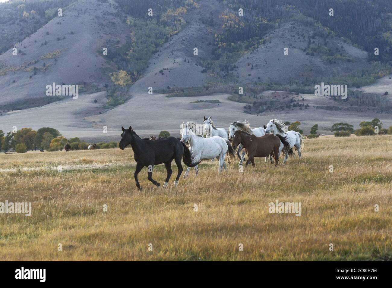 Wild horses mustangs America USA United States U.S.A. Stock Photo