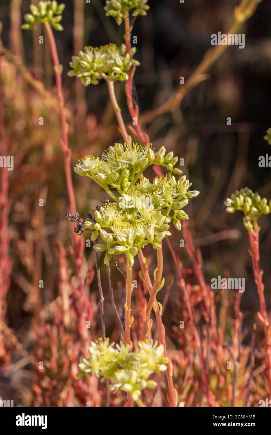 Petrosedum sediforme, Pale Stonecrop Plant In Flower Stock Photo