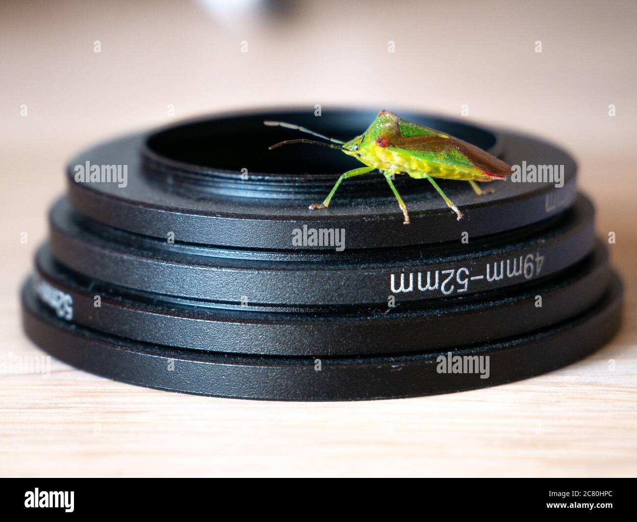 creepy crawly stink bug on camera equipment Stock Photo