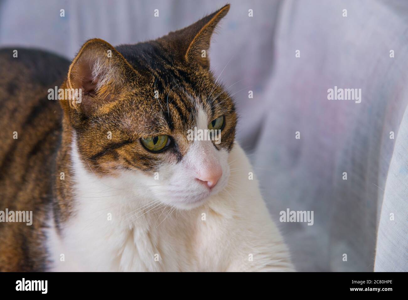 Tabby and white cat Stock Photo - Alamy