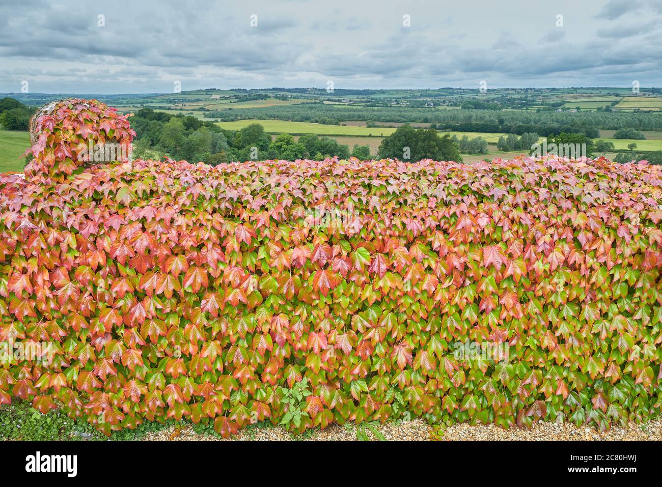 Red and green ivy covers the rampart wall of  Rockingham castle overlooking the Welland valley at Corby, England. Stock Photo
