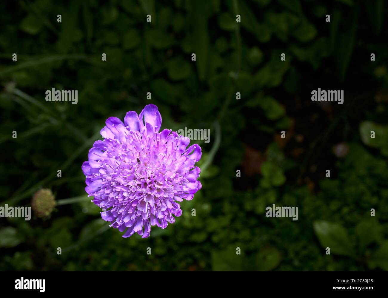 Violet coloured flower of the Field Scabious (knautia arvensis) plant. Stock Photo
