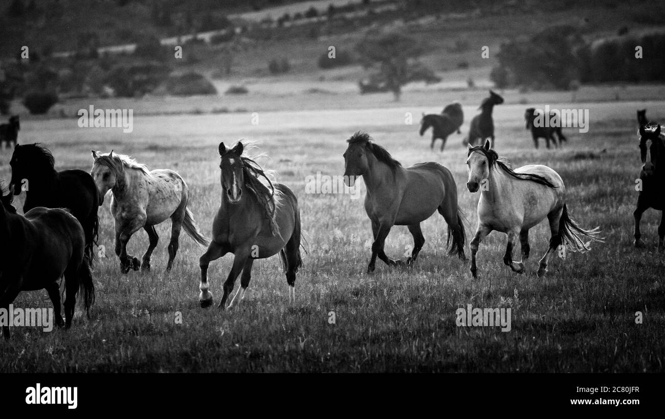 Wild horses mustangs America USA United States U.S.A. Stock Photo