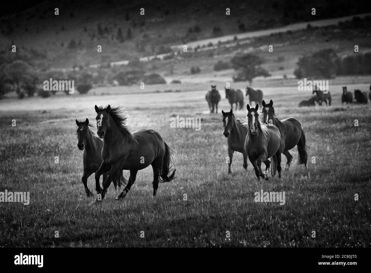 Wild horses mustangs America USA United States U.S.A. Stock Photo