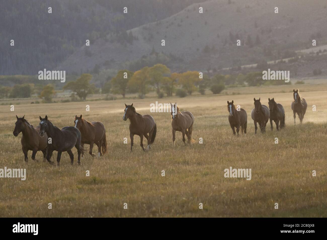 Wild horses mustangs America USA United States U.S.A. Stock Photo