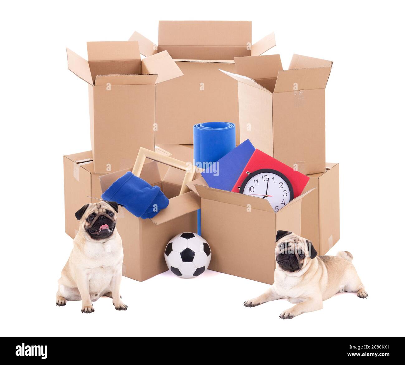 brown cardboard boxes with different stuff and cute dogs isolated on