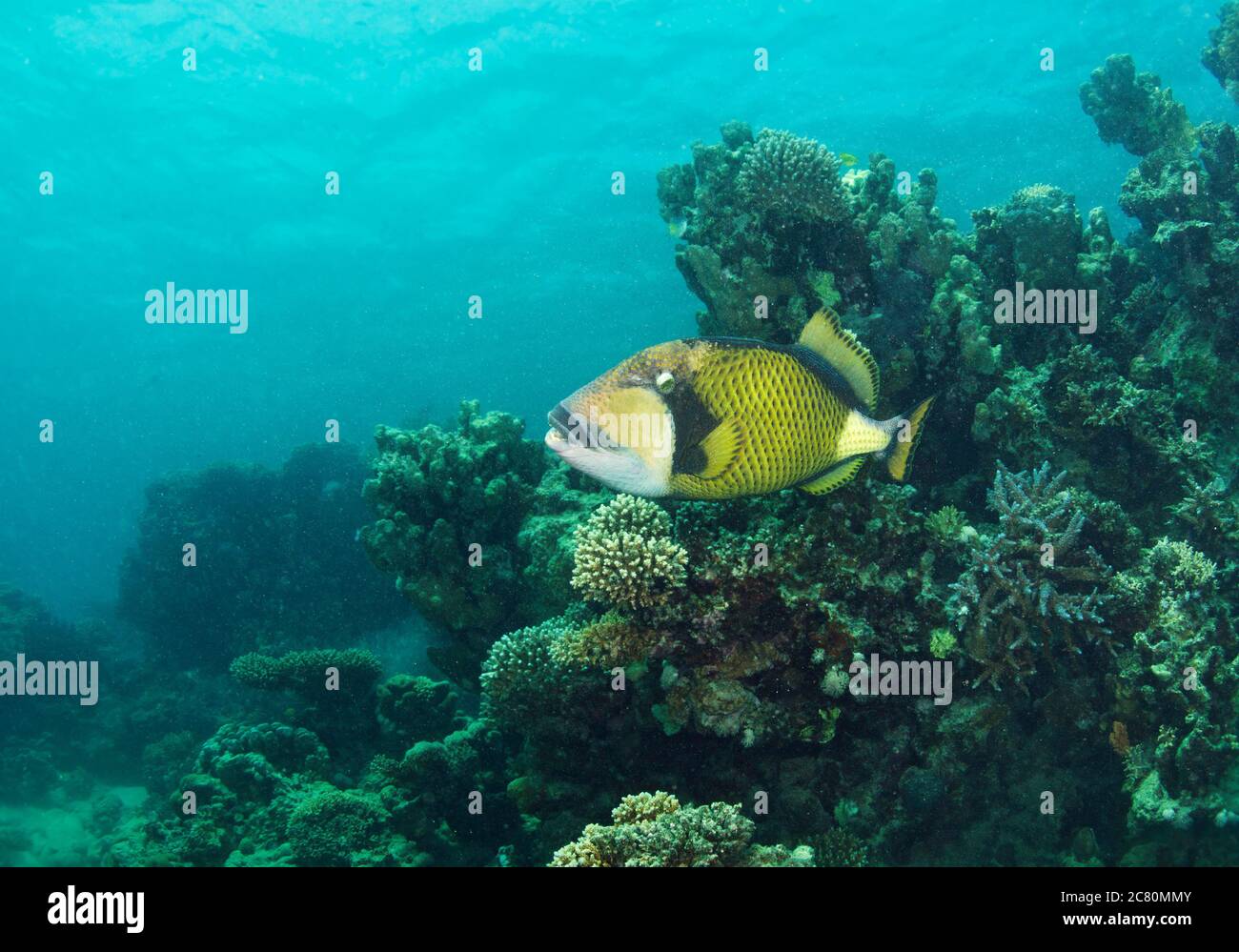 Yellowmargin triggerfish, Pseudobalistes flavimarginatus, on coral reef, Hamata, Egypt Stock Photo