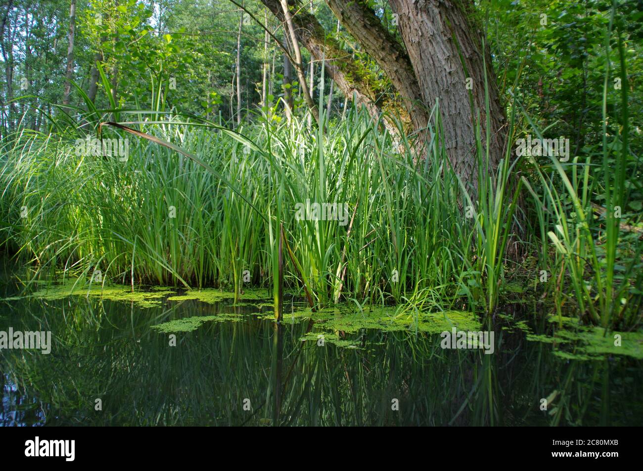Restoring natural water retention reservoirs. Wild wetland with the grass and reeds in forest. Concept of nature, ecology and environment care. Stock Photo