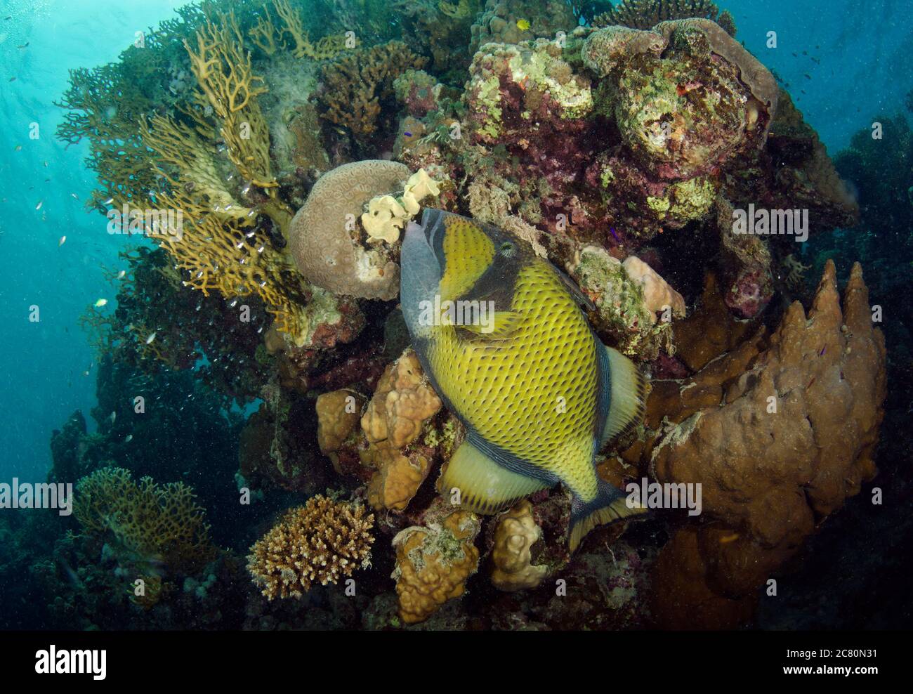 Yellowmargin triggerfish, Pseudobalistes flavimarginatus, biting sponge, on coral reef, Hamata, Egypt Stock Photo
