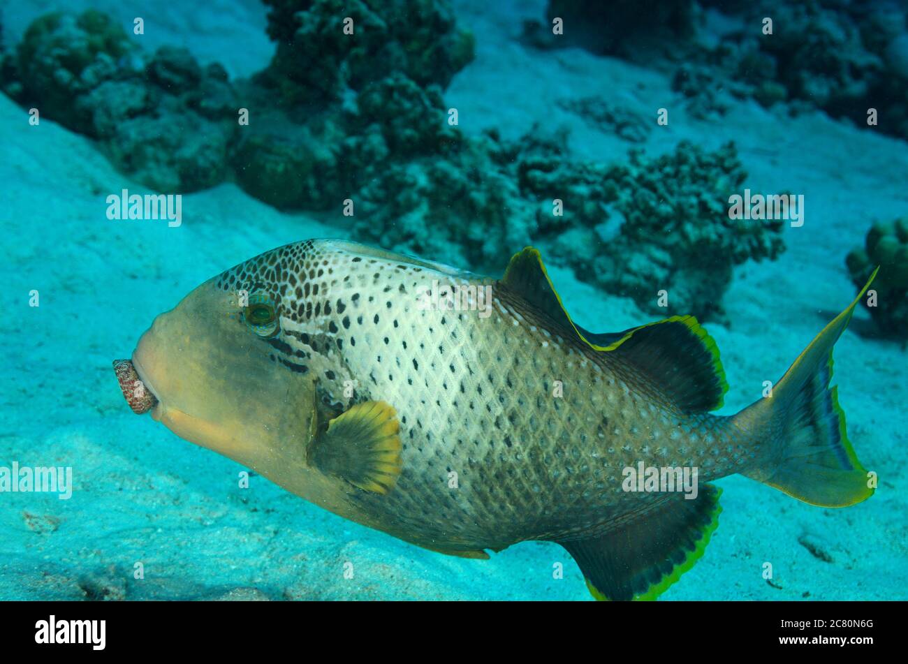 Yellowmargin triggerfish, Pseudobalistes flavimarginatus, with clam, on coral reef, Hamata, Egypt Stock Photo