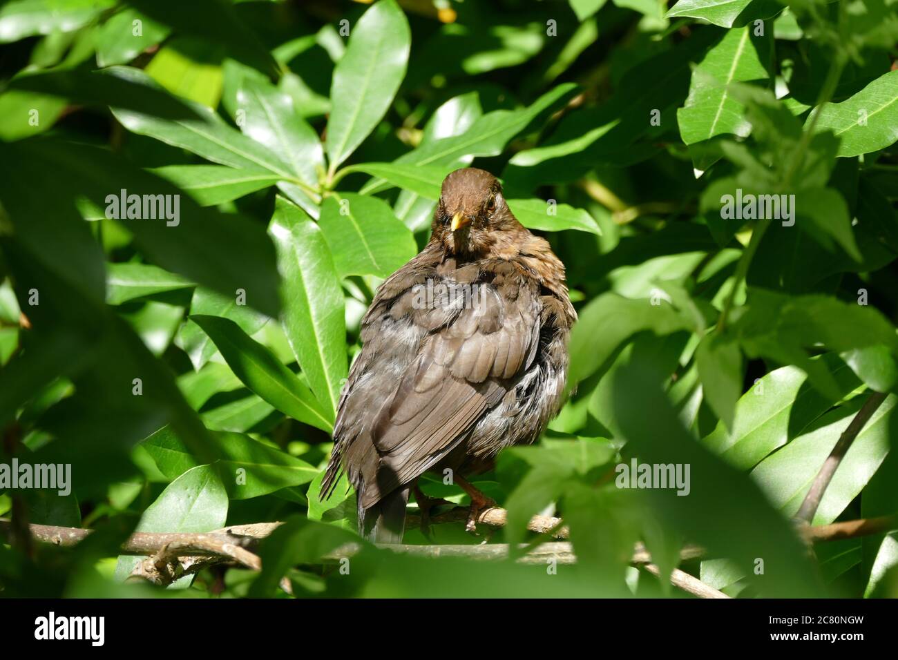 Young Blackbird in a hedge Stock Photo