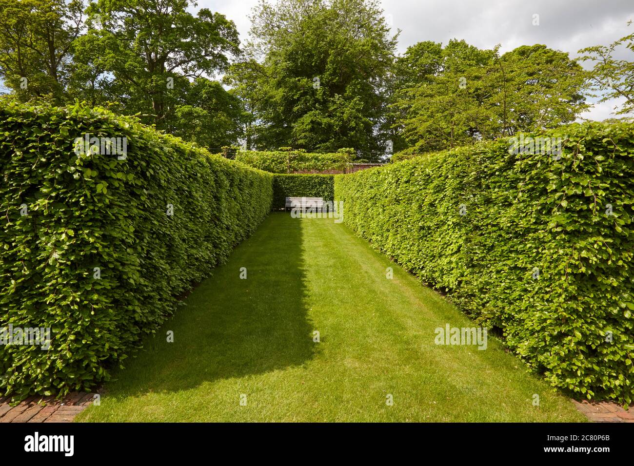 Pathway between beech hedges leading to a wooden bench at Scampston Hall walled garden designed by the dutch landscape garden architect Piet Oudolf Stock Photo