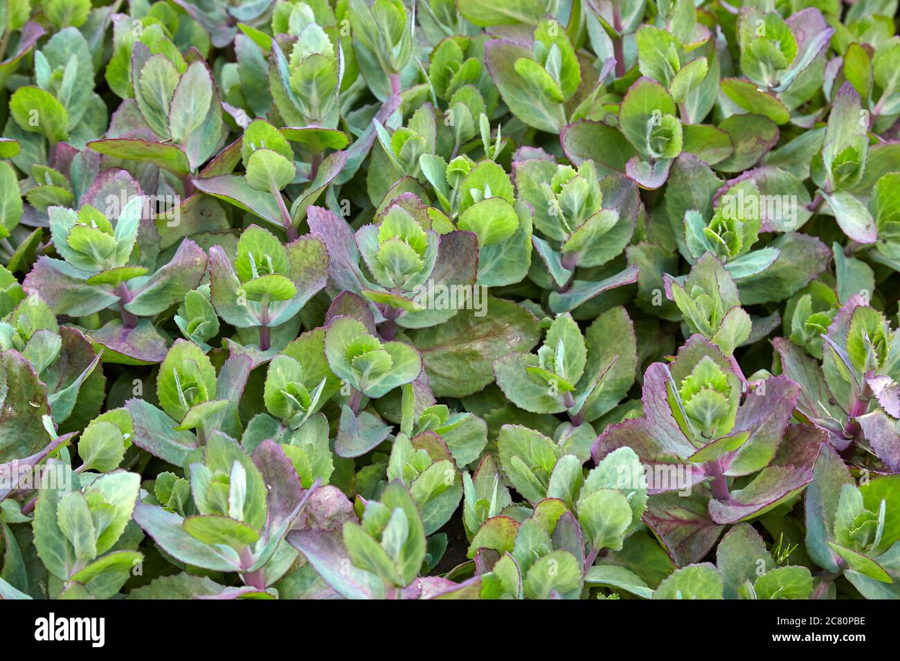 Cluster of the succulent herbaceous perennial plant Brooklime otherwise known as the European speedwell Stock Photo