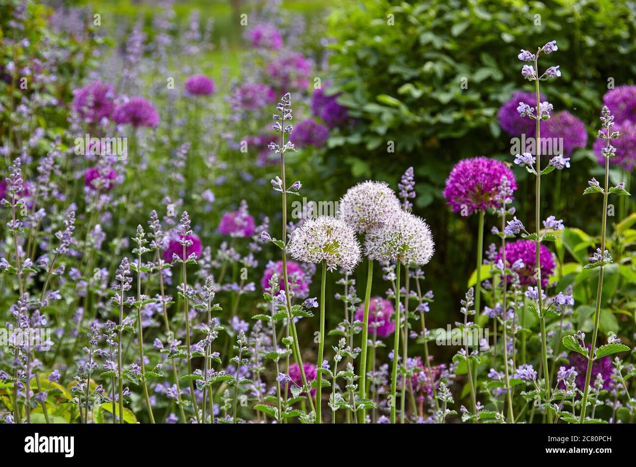 Garden landscape with white and purple ornamental onions Stock Photo