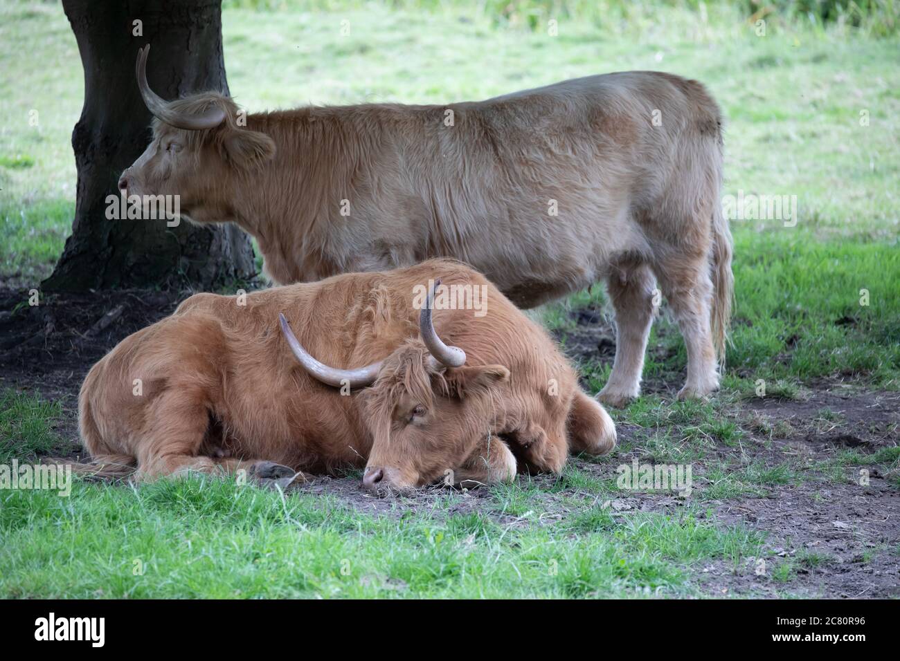 Highland Cow Sitting Down High Resolution Stock Photography and Images ...