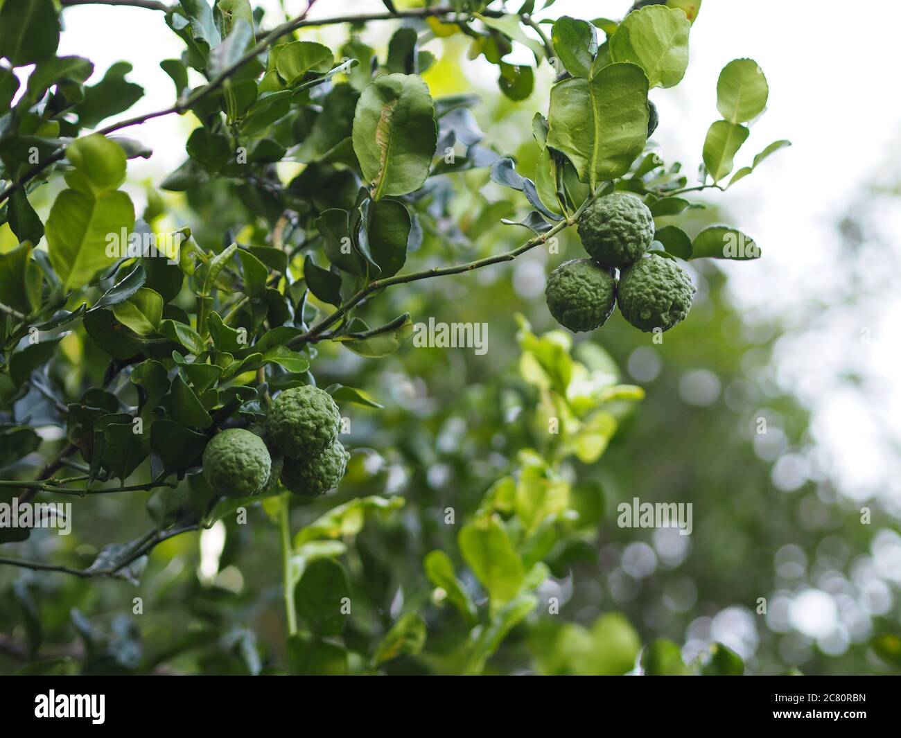 kaffir lime, Leech Lime Citrus hystrix DC Scientific name rough skin green vegetable on tree in garden nature background Stock Photo