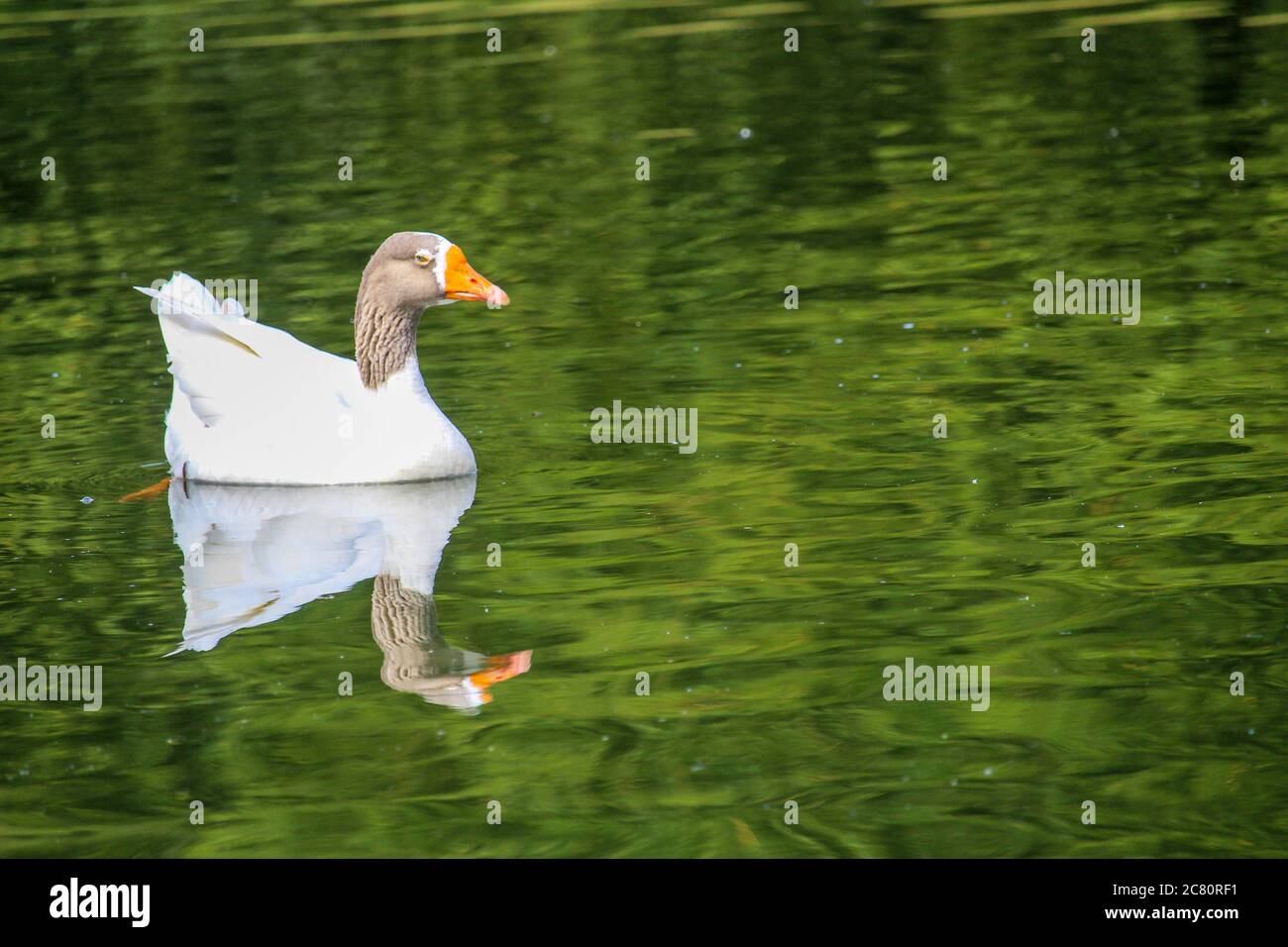 Amazing white goose with grey neck in the lake Stock Photo - Alamy