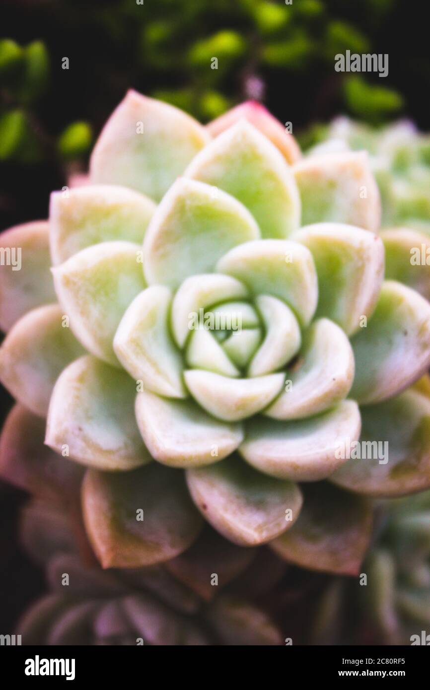 Graptopetalum paraguayense in a beautiful closeup in Brazil as known as mother of pearl plant Stock Photo