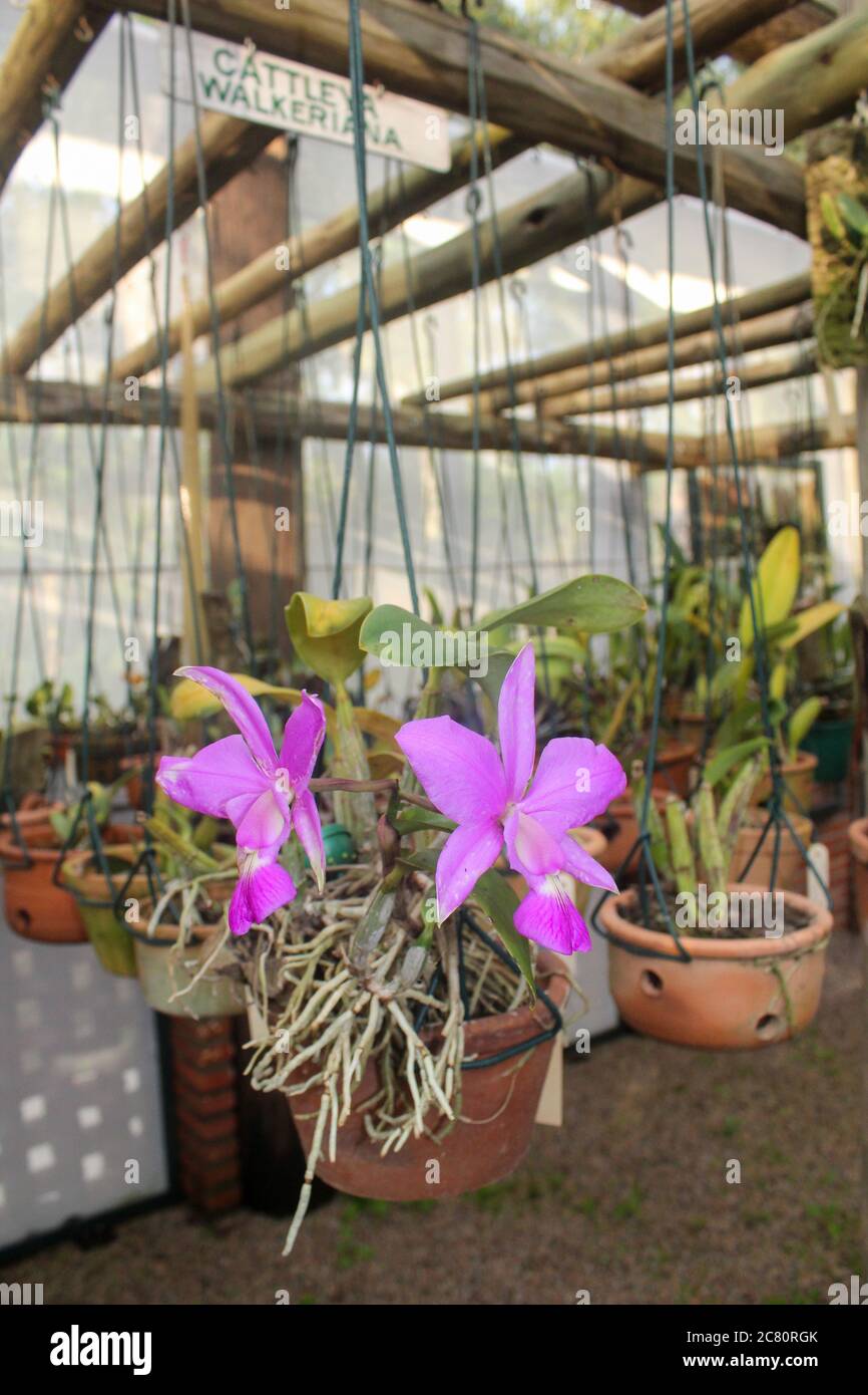 cattleya loddigesii Lindi, orchidaceae. Beautiful pink orchid in a suspended pot Stock Photo