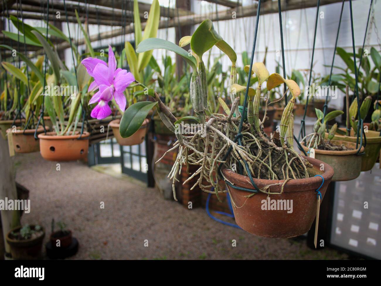 cattleya loddigesii Lindi, orchidaceae. Beautiful pink orchid in a suspended pot Stock Photo