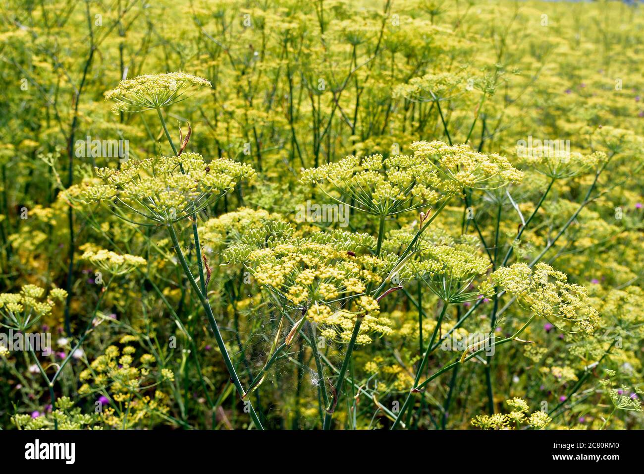 Austria, filed with common caraway Stock Photo