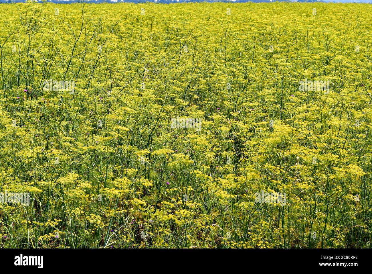 Austria, filed with common caraway Stock Photo