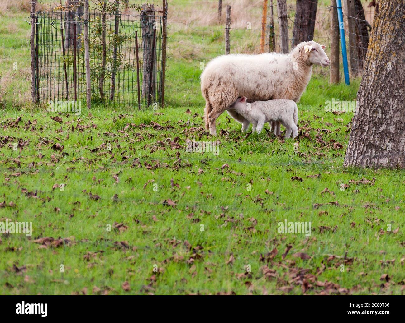 Oveja y cordero mamando. Álava. País Vasco. España Stock Photo - Alamy