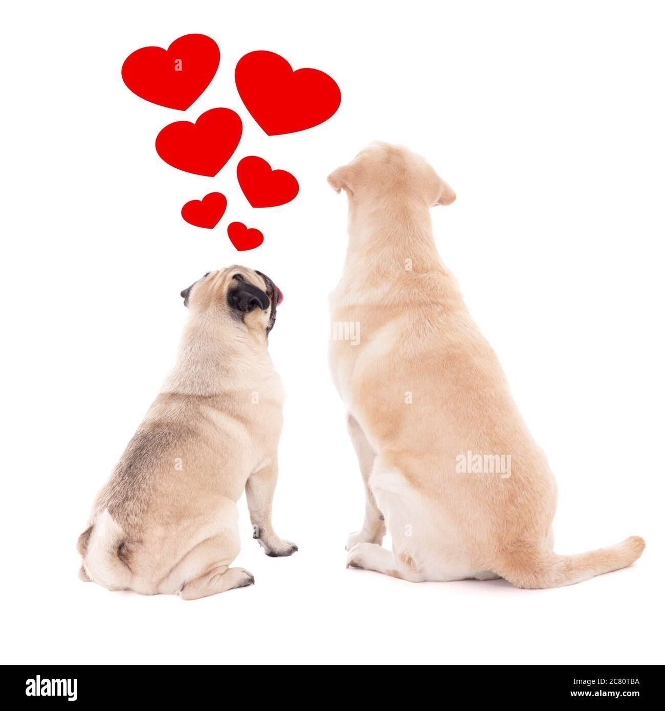 Why Do Dogs Sit With Their Backs To You